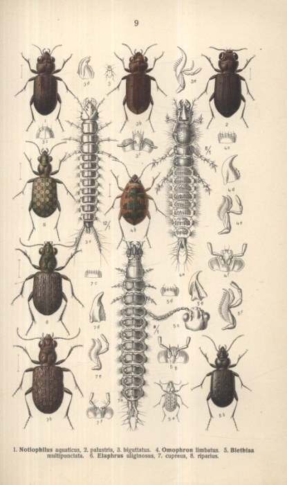 Reiter, Edmund; Lutz, K. G. - Die Käfer des Deutsches Reiches I. - V. (Fauna Germanica)