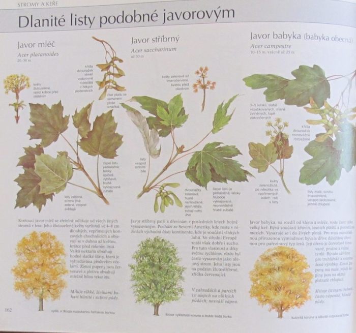 kolektiv autorů - Naše příroda. Živočichové a rostliny střední Evropy (Reader's Digest Výběr)