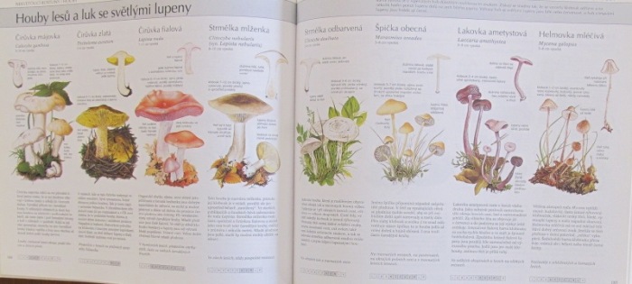 kolektiv autorů - Naše příroda. Živočichové a rostliny střední Evropy (Reader's Digest Výběr)