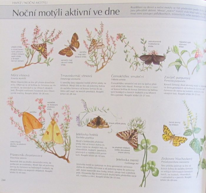 kolektiv autorů - Naše příroda. Živočichové a rostliny střední Evropy (Reader's Digest Výběr)