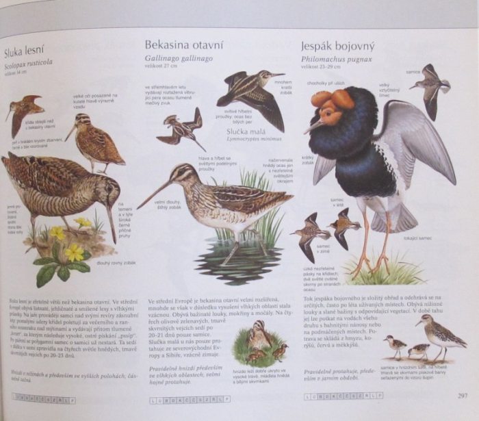 kolektiv autorů - Naše příroda. Živočichové a rostliny střední Evropy (Reader's Digest Výběr)
