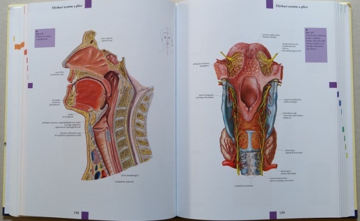 kolektiv autorů - Anatomický atlas - Orgány. Systémy. Struktury.