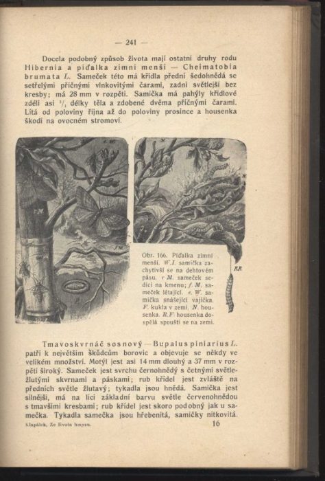 Klapálek, František - Ze života hmyzu